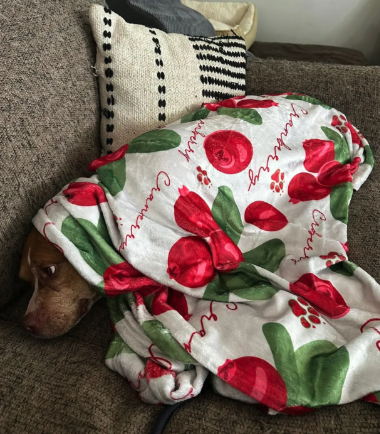 Always and Furever Special Setup - New Pup Blankets - Personalized Blanket