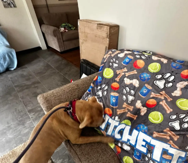 Always and Furever Special Setup - New Pup Blankets - Personalized Blanket